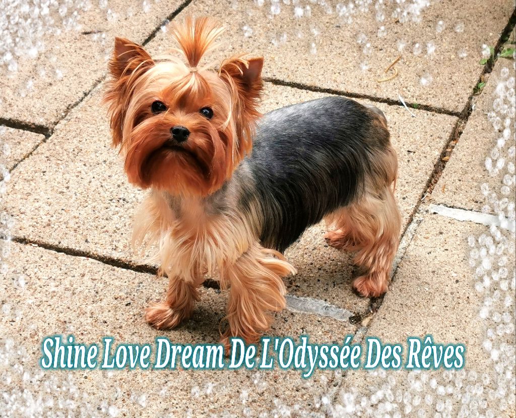 Shine love dream De L'odyssée Des Rêves