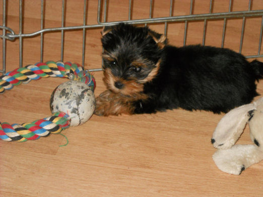 Chiot né à la maison 