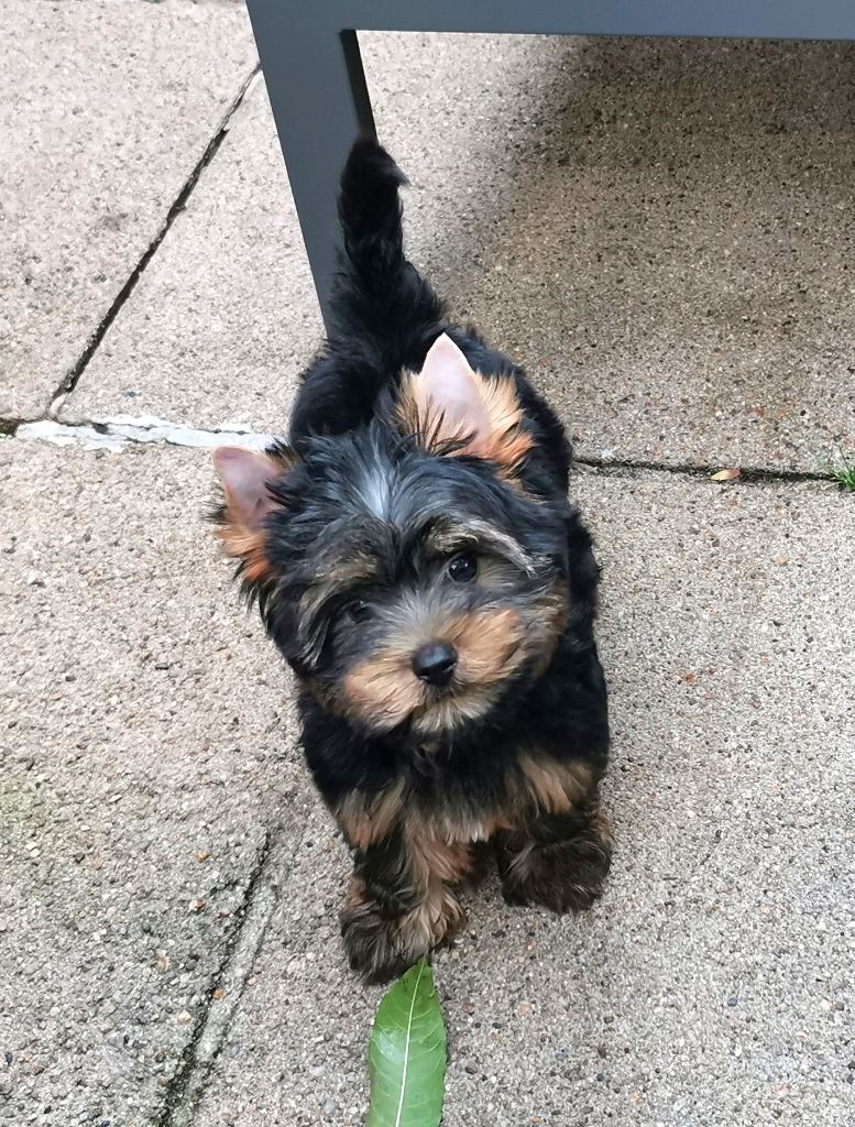 De L'odyssée Des Rêves - Chiots disponibles - Yorkshire Terrier