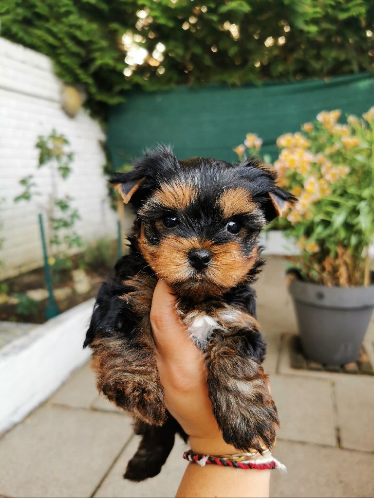 De L'odyssée Des Rêves - Yorkshire Terrier - Portée née le 20/07/2023