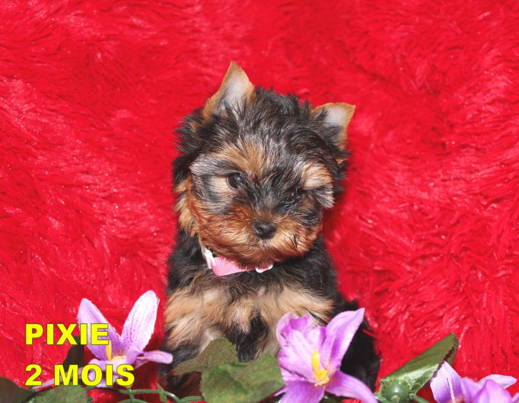 PIXIE